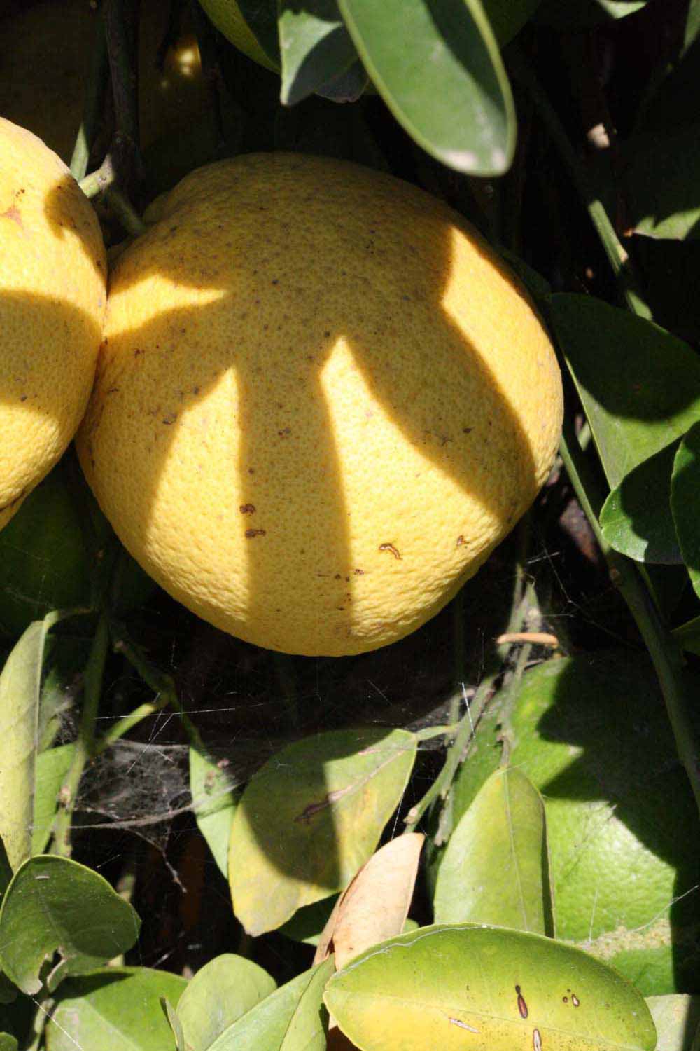              Fruit (Riverside, CA)       